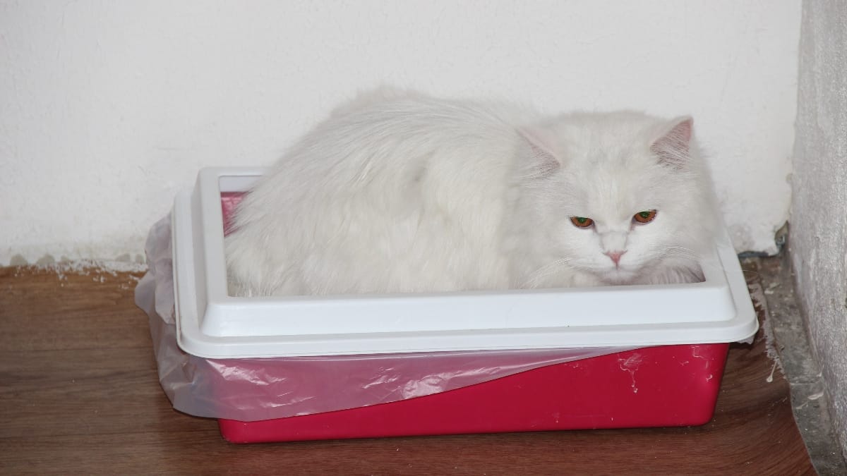 Katze liegt und schläft im Katzenklo Was tun?